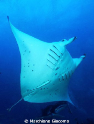 Manta's fly
Nikon D200, 12\24 zoom, twin strobo
Maldivi... by Marchione Giacomo 